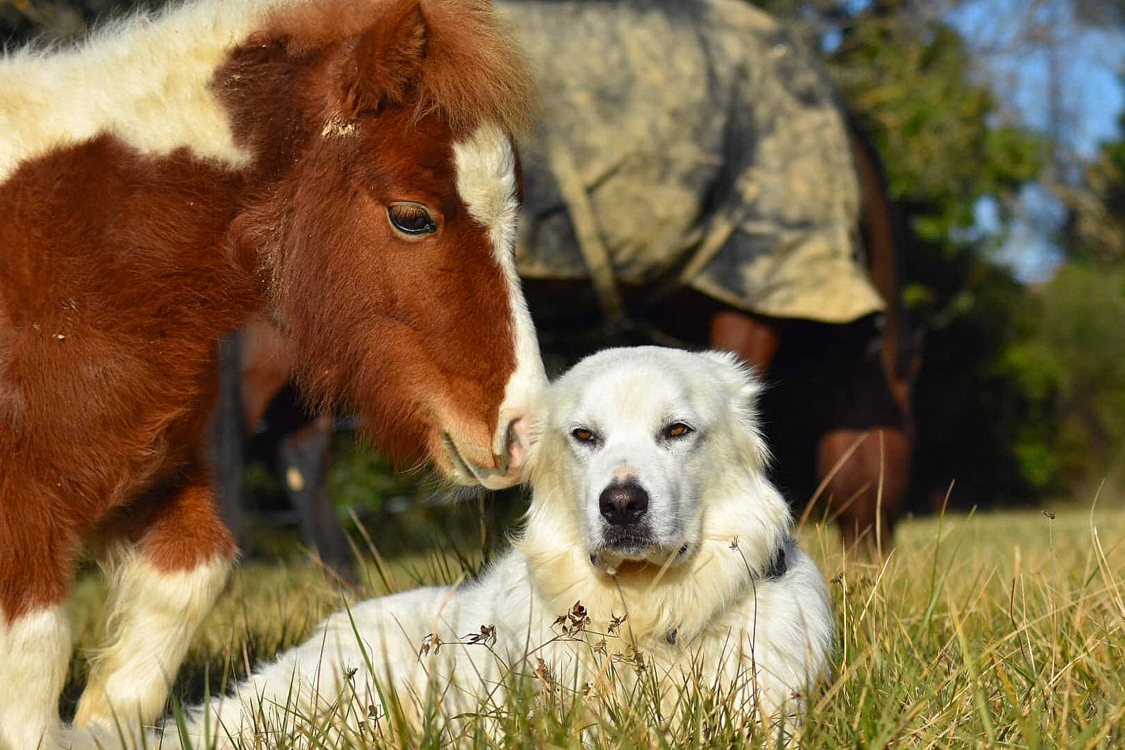 Homer participe au concours pour gagner de l'argent avec cette photo : canidae, carnivore, colt, companion_dog, dog, dog_breed, foal, golden_retriever, grass, horse, livestock, mammal, mane, pasture, plant, pony, shetland_pony, snout, sporting_group, vertebrate