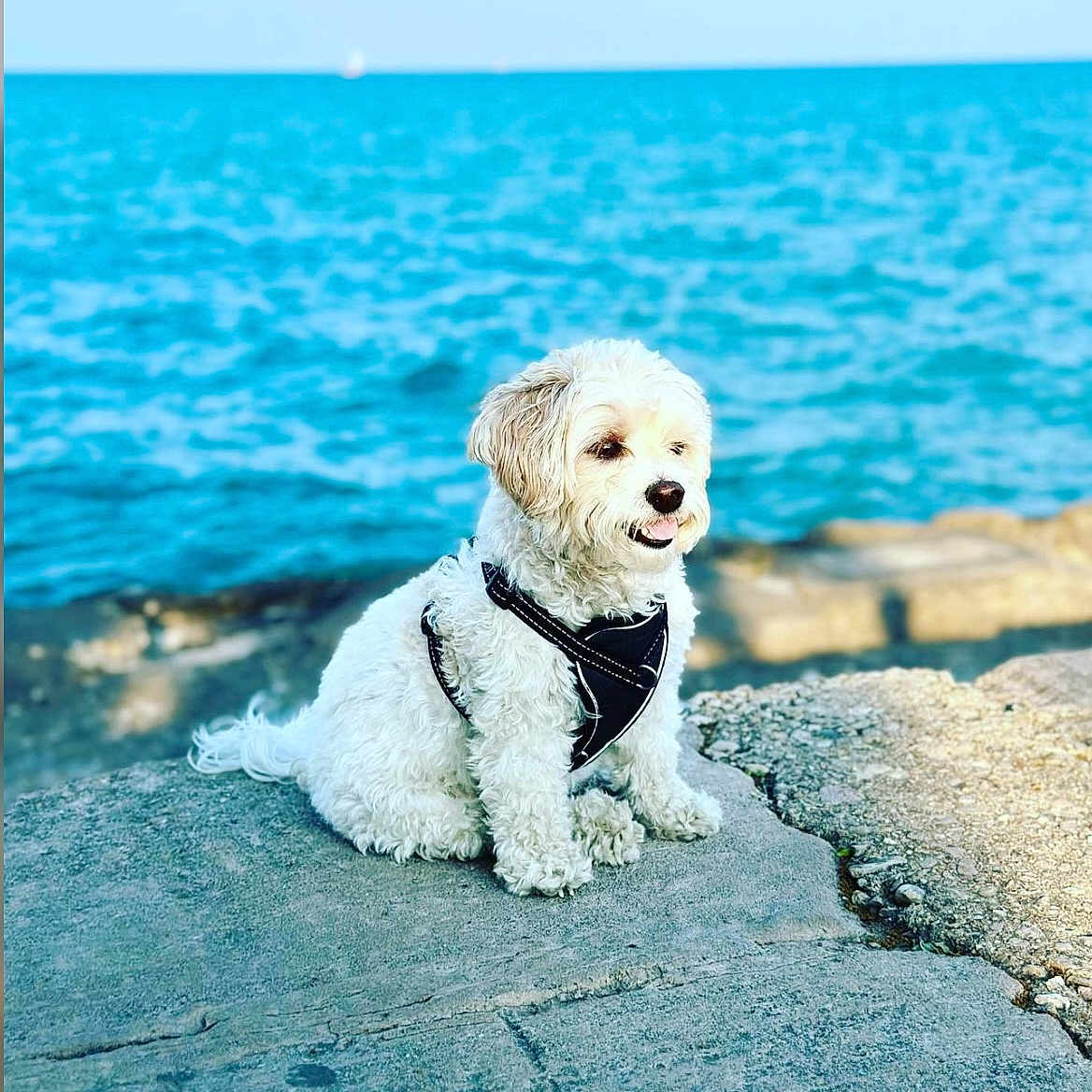 Mochi is registered to the contest to win money with this photo: animal, blue_sky, calm, canine, curly_fur, daylight, dog, fur, harness, landscape, nature, outdoor, peaceful, pet, rock, sea, shore, sitting, water, white_dog