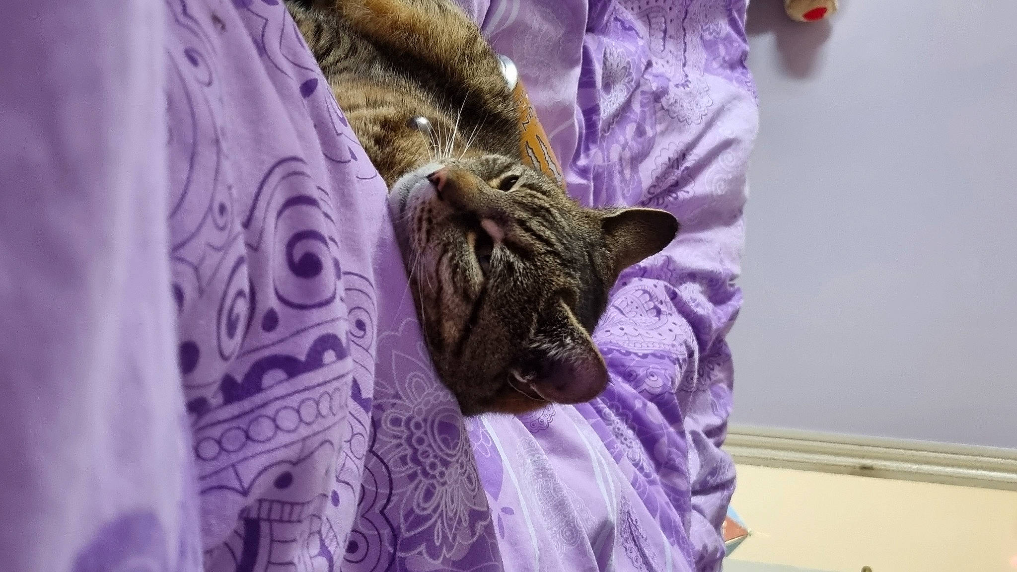 Belle is registered to the contest to win money with this photo: bed, bedding, carnivore, cat, comfort, domestic_short_haired_cat, fawn, felidae, fur, grey, linens, pattern, plant, purple, room, small_to_medium_sized_cats, snout, textile, violet, whiskers