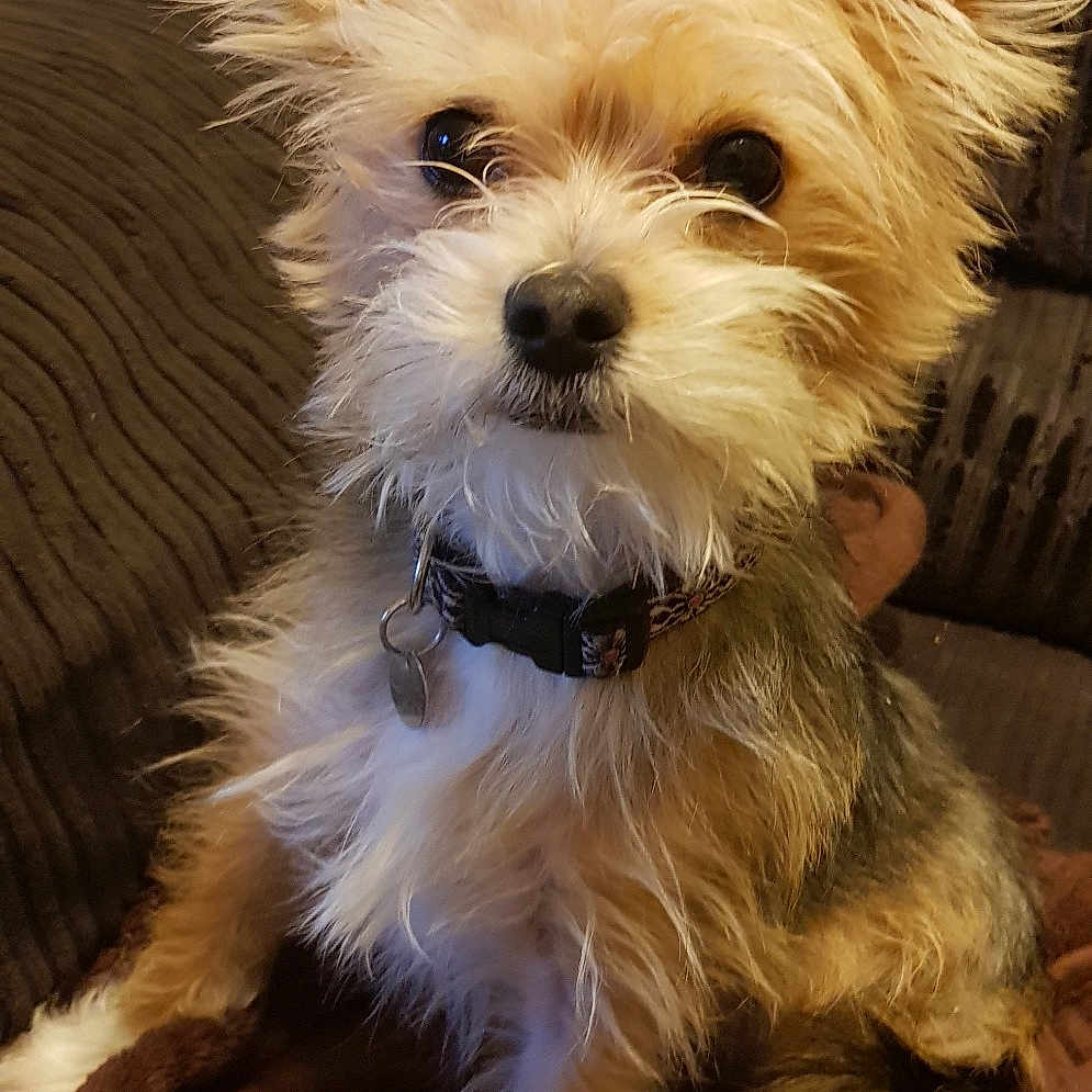 Prince