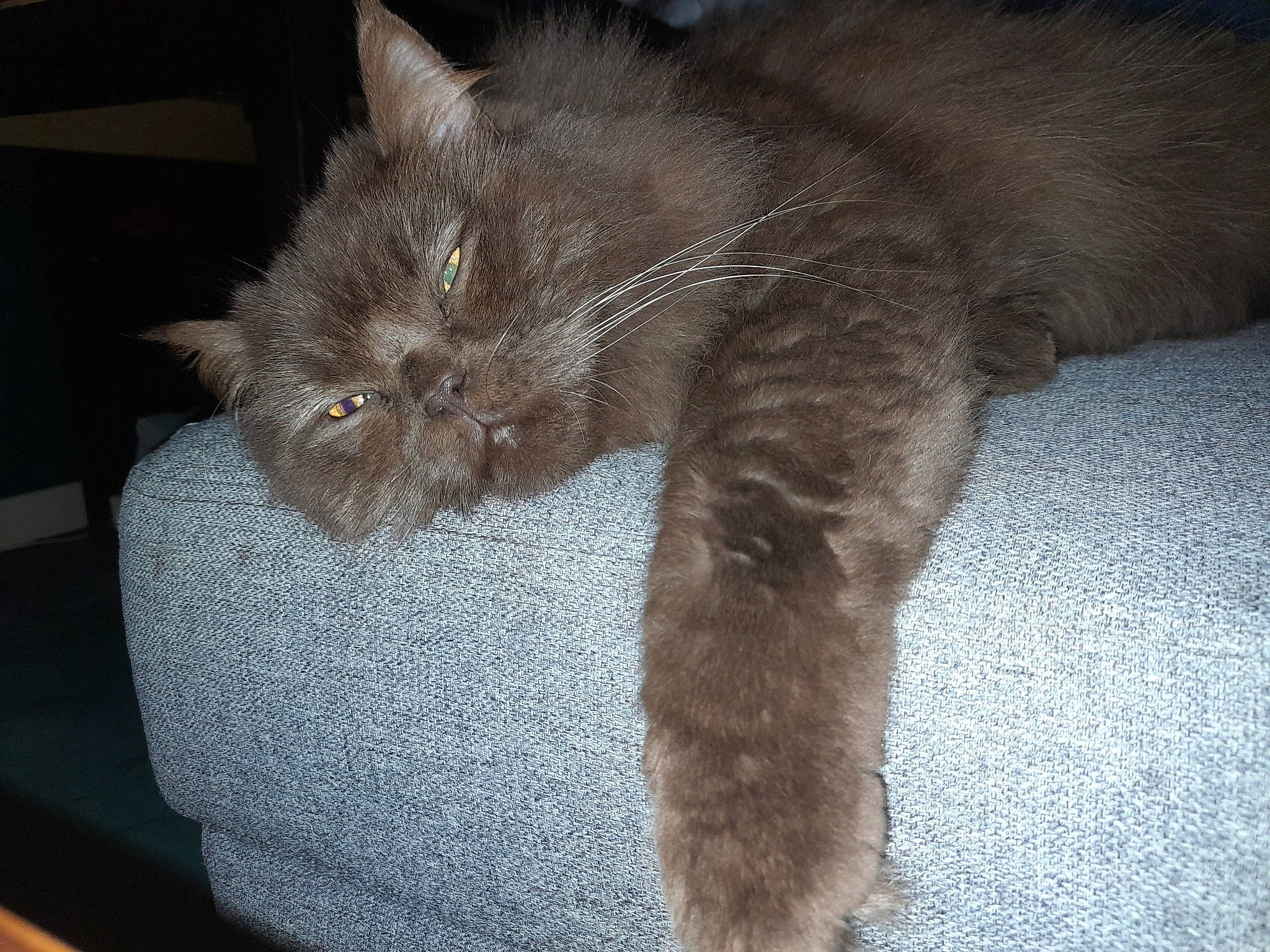 Moumousse participe au concours pour gagner de l'argent avec cette photo : black_cat, carnivore, cat, chartreux, claw, comfort, domestic_short_haired_cat, fawn, felidae, fur, grey, nap, paw, small_to_medium_sized_cats, tail, terrestrial_animal, whiskers