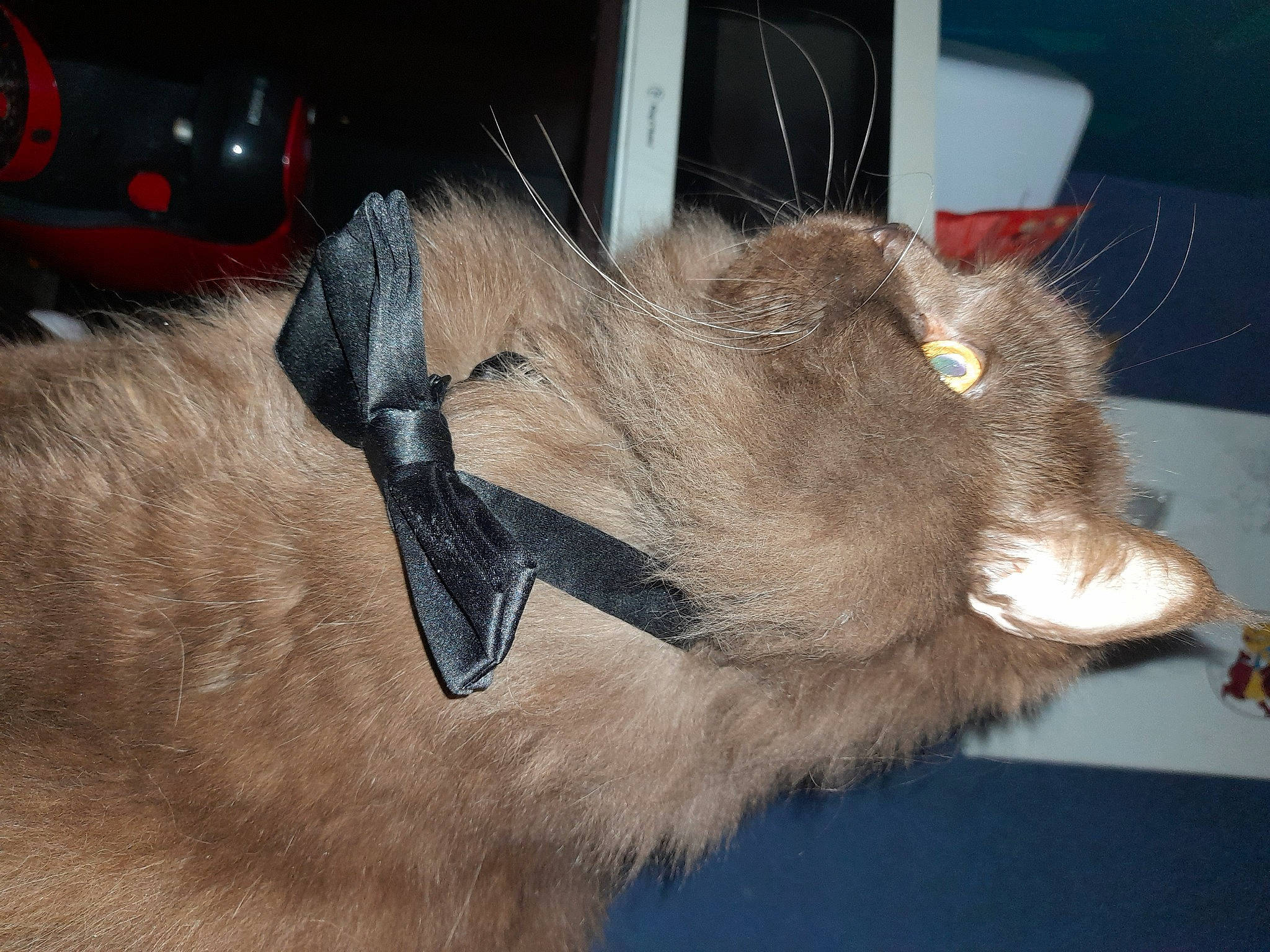 Moumousse participe au concours pour gagner de l'argent avec cette photo : black_cat, canidae, carnivore, cat, claw, dog_breed, domestic_short_haired_cat, ear, fawn, felidae, fur, liver, paw, small_to_medium_sized_cats, snout, sporting_group, tail, whiskers, working_animal