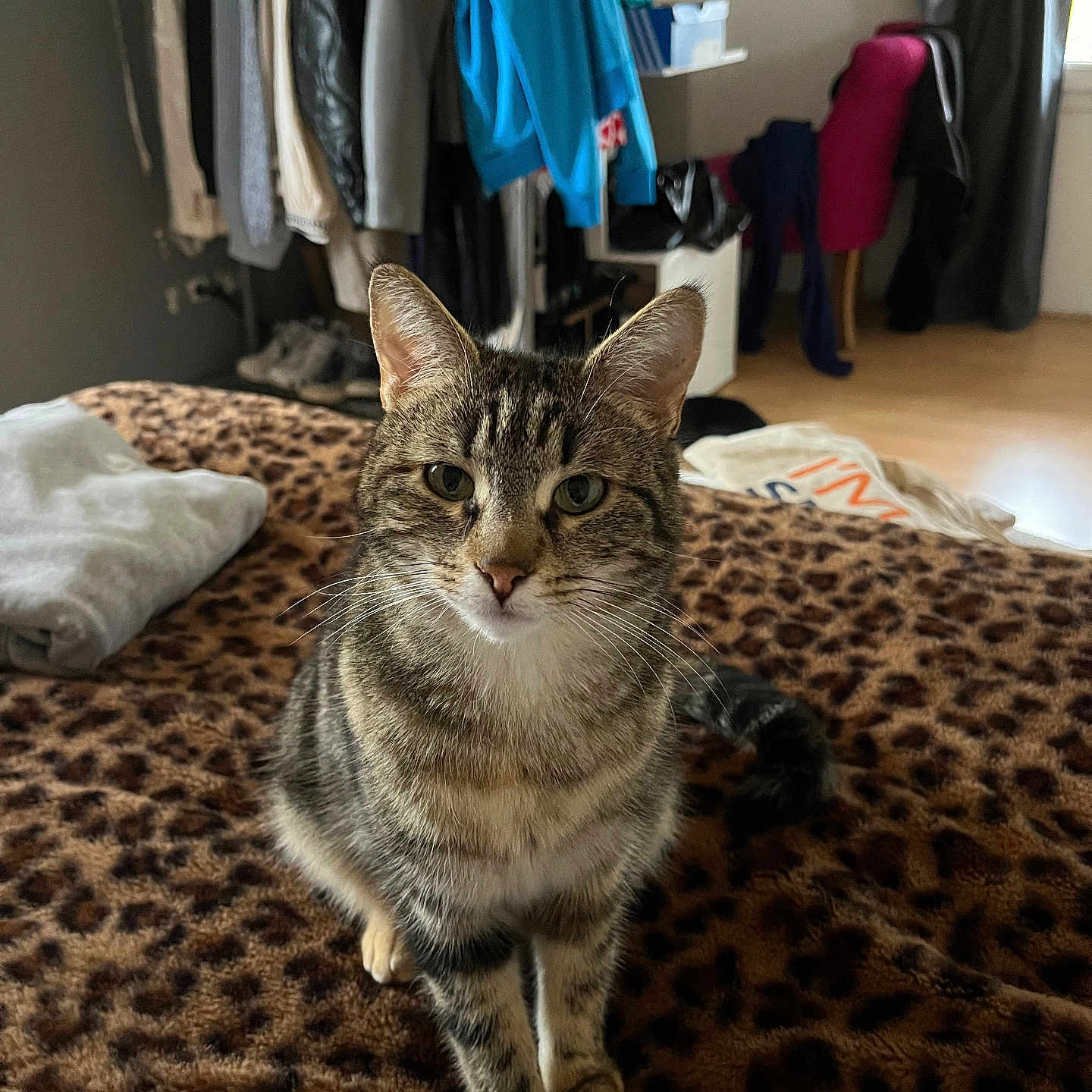 Mia a rejoint le concours — aidez-le/la à gagner de superbes lots ! abyssinian, accessories, animal, bag, bed, bedroom, box, cat, chair, clothing, couch, footwear, furniture, handbag, indoors, kitten, manx, pet, shoe, wood