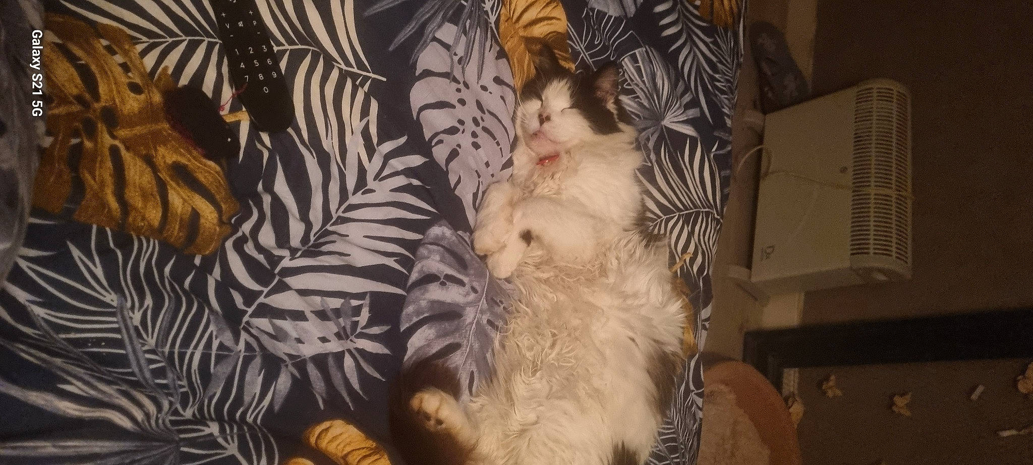 Simba a rejoint le concours — aidez-le/la à gagner de superbes lots ! art, big_cats, carnivore, cat, comfort, companion_dog, dog_breed, event, fawn, felidae, fur, pattern, paw, room, small_to_medium_sized_cats, tail, terrestrial_animal, whiskers