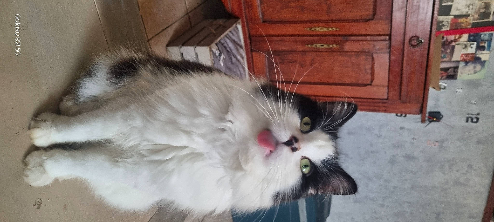 Simba a rejoint le concours — aidez-le/la à gagner de superbes lots ! cabinetry, carnivore, cat, chest, chest_of_drawers, claw, cupboard, domestic_short_haired_cat, drawer, dresser, fawn, felidae, fur, hair, paw, plant, small_to_medium_sized_cats, snout, tail, whiskers