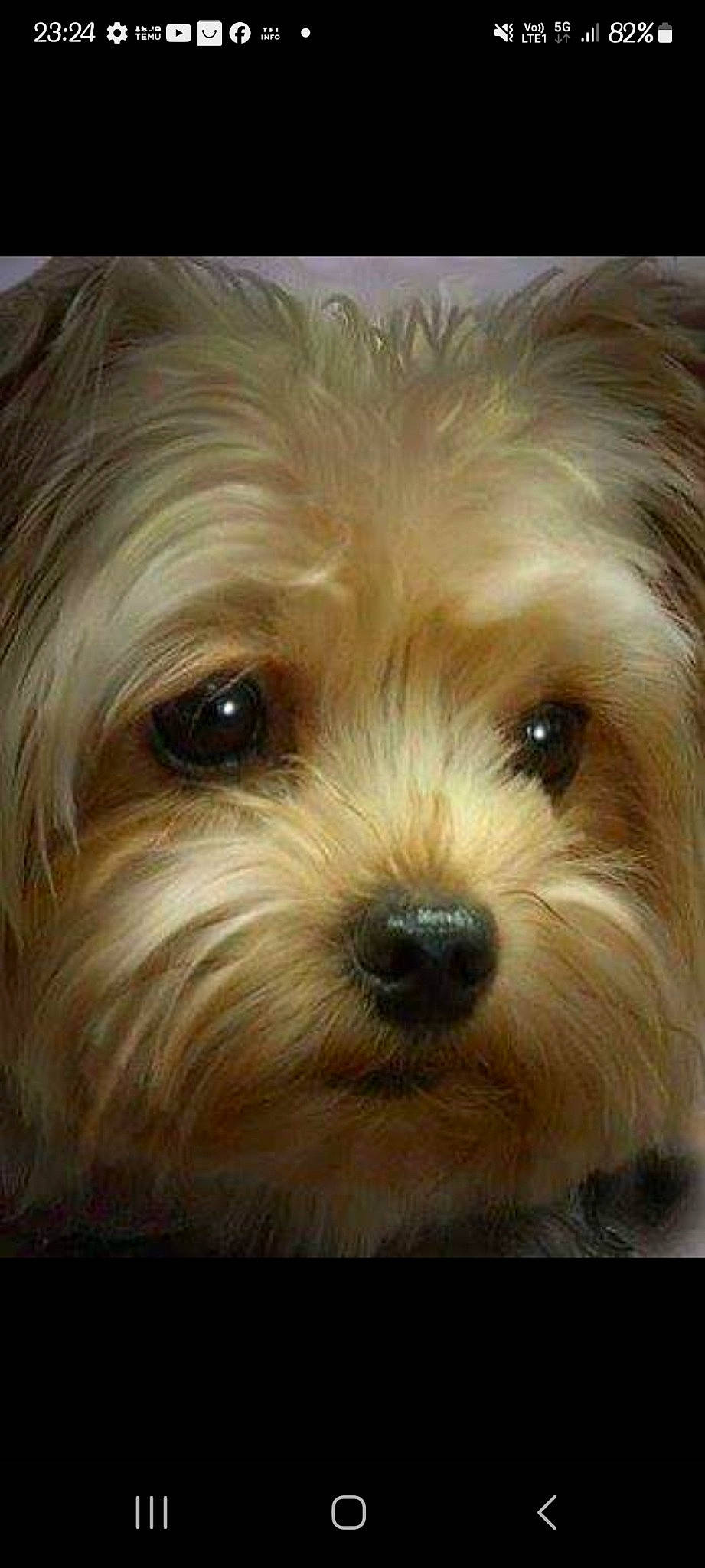 Dixie participe au concours pour gagner de l'argent avec cette photo : biewer_terrier, canidae, carnivore, companion_dog, dog, dog_breed, eye, fur, head, liver, maltepoo, non_sporting_group, small_terrier, snout, sporting_group, terrestrial_animal, terrier, toy_dog, water_dog, working_animal