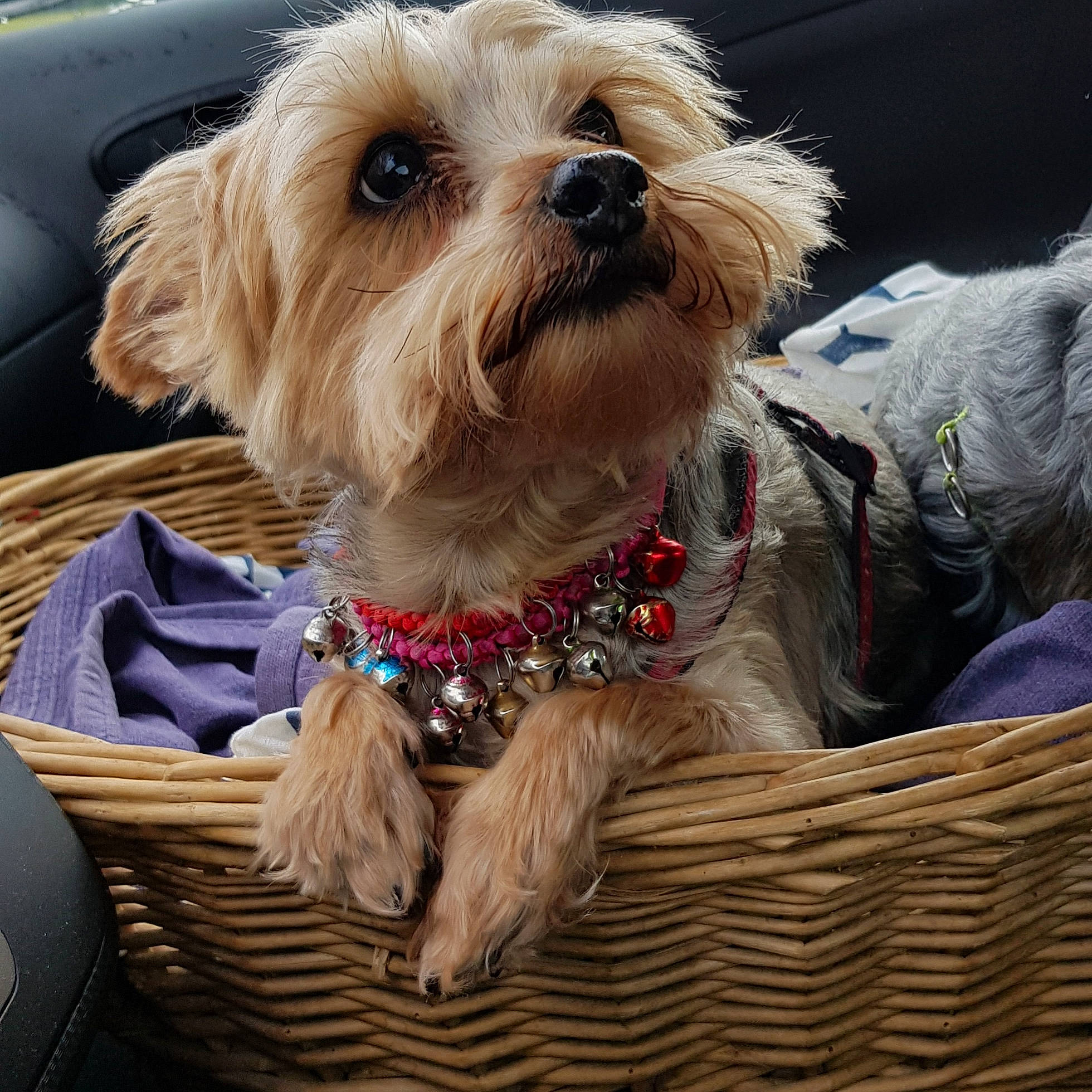 Dixie participe au concours pour gagner de l'argent avec cette photo : canidae, carnivore, collar, companion_dog, dog, dog_breed, dog_clothes, dog_collar, dog_supply, fashion_accessory, fur, liver, pet_supply, puppy_love, small_terrier, snout, sporting_group, terrier, toy_dog, working_animal