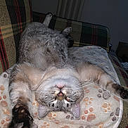 Cosmo joined the competition — help win amazing prizes! cat, tabby, gray_cat, upside_down, stretching, paws, blanket, paw_prints, plaid_couch, indoor, relaxed, sleeping, feline, fur, whiskers, pet, cozy, cute, animal, close_up