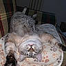 cat, tabby, gray_cat, upside_down, stretching, paws, blanket, paw_prints, plaid_couch, indoor, relaxed, sleeping, feline, fur, whiskers, pet, cozy, cute, animal, close_up