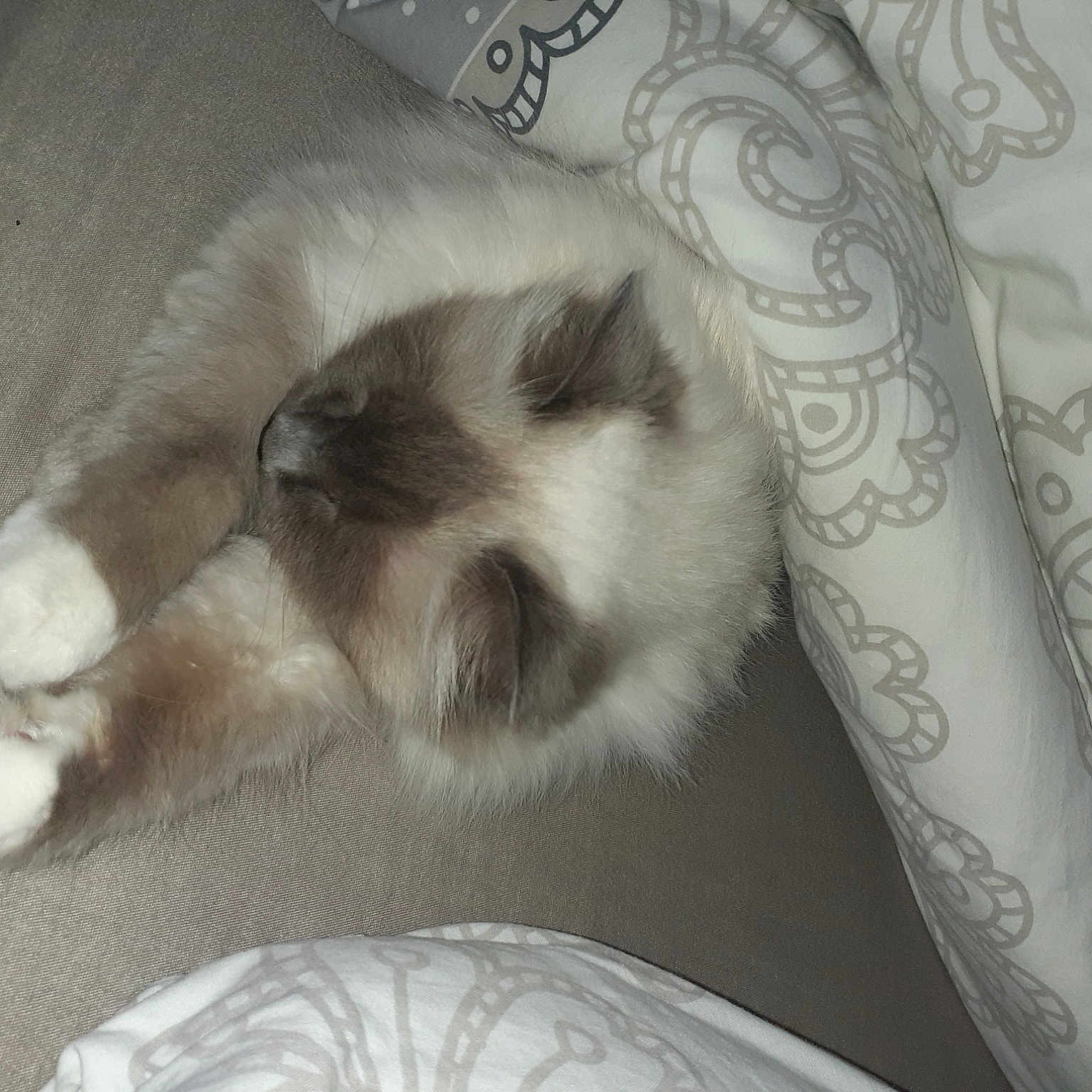 Poupoune