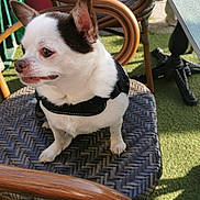 Maki a rejoint le concours — aidez-le/la à gagner de superbes lots ! dog, small_dog, white_dog, black_markings, harness, chair, woven_chair, wooden_furniture, outdoor, green_grass, artificial_grass, sunlight, pet, cute, animal, looking_away, daylight, seat, relaxing, companion