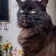 Gracie is registered to the contest to win money with this photo: animal, black_cat, cat, close_up, curious, cute, decorations, domestic, feline, flowers, fluffy, fur, green_eyes, indoor, pet, portrait, tongue_out, vase, wall, whiskers
