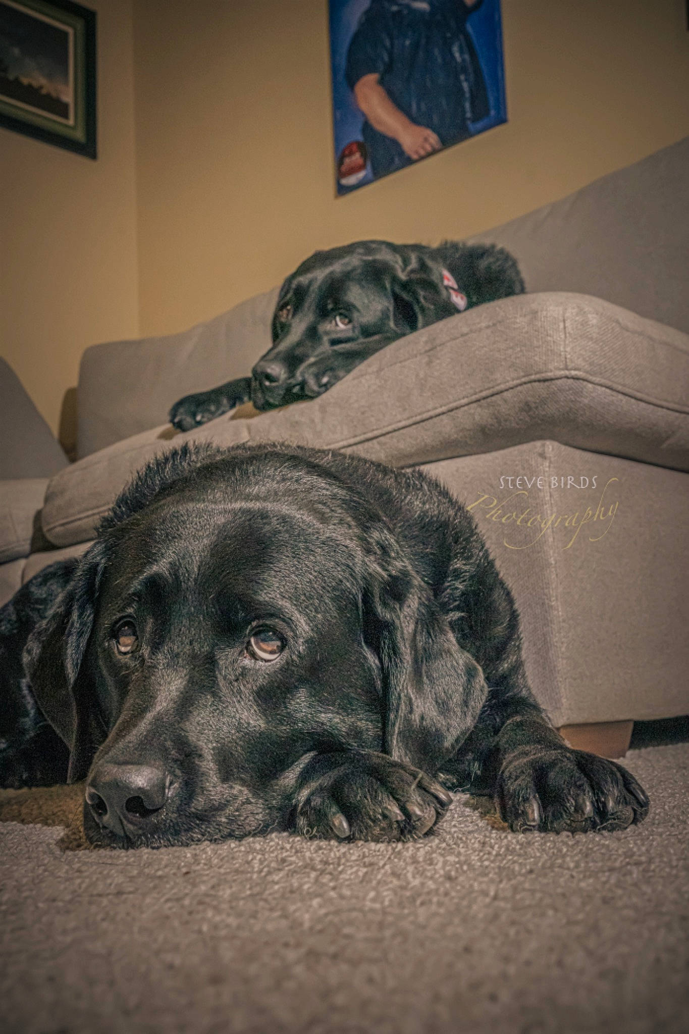 Kai is registered to the contest to win money with this photo: carnivore, comfort, companion_dog, couch, darkness, dog, dog_breed, floor, flooring, fur, grey, monochrome, monochrome_photography, picture_frame, room, snout, sporting_group, tints_and_shades, whiskers, working_animal