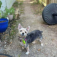 Honey is registered to the contest to win money with this photo: dog, small_dog, pet, collar, paw_tag, outdoor, garden, plant_pot, gravel_path, curious, standing, fur, ears_up, cute, animal, domestic_animal, nature, daylight, shallow_depth_of_field, focus
