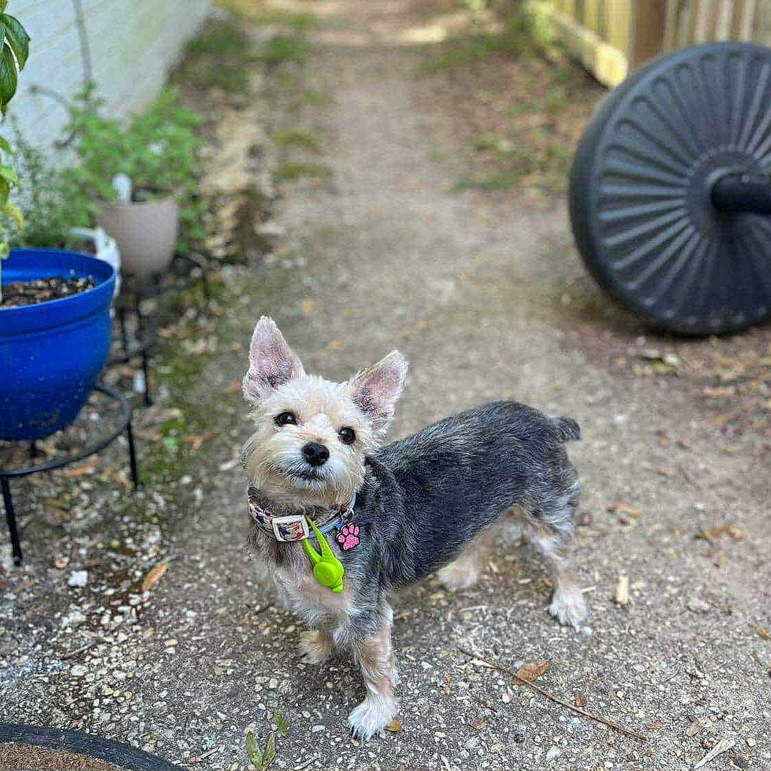 Honey is registered to the contest to win money with this photo: animal, collar, curious, cute, daylight, dog, domestic_animal, ears_up, focus, fur, garden, gravel_path, nature, outdoor, paw_tag, pet, plant_pot, shallow_depth_of_field, small_dog, standing
