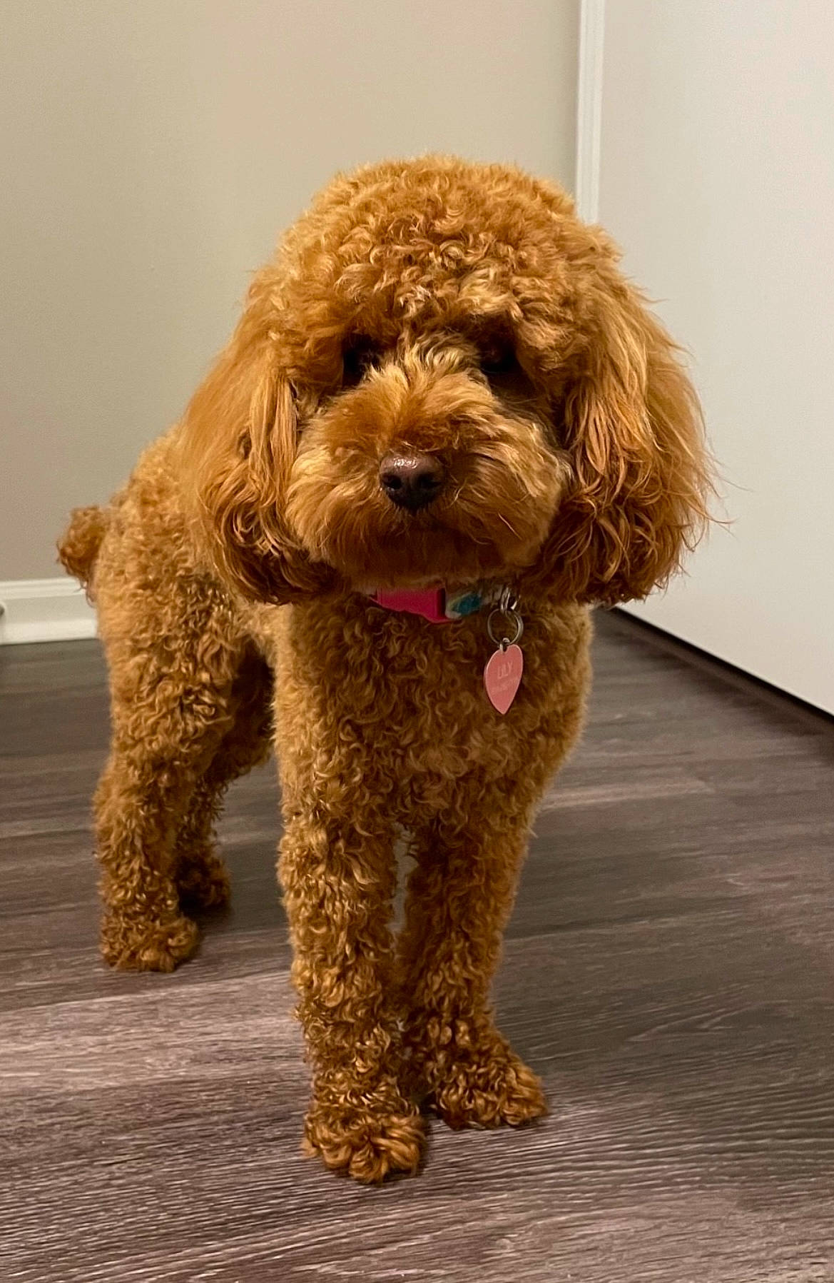 Lily is registered to the contest to win money with this photo: canidae, carnivore, companion_dog, dog, dog_breed, dog_collar, fawn, fur, labradoodle, liver, maltepoo, non_sporting_group, poodle, poodle_crossbreed, snout, sporting_group, terrier, toy_dog, water_dog, working_animal