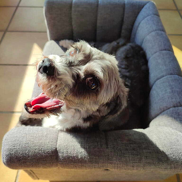 Maya participe au concours pour gagner de l'argent avec cette photo : animal, bright, canine, comfortable, cozy, cute, dog, furry, gray, happy, indoor, looking_up, panting, pet_bed, relaxed, resting, small_dog, sunlight, tile_floor, warm