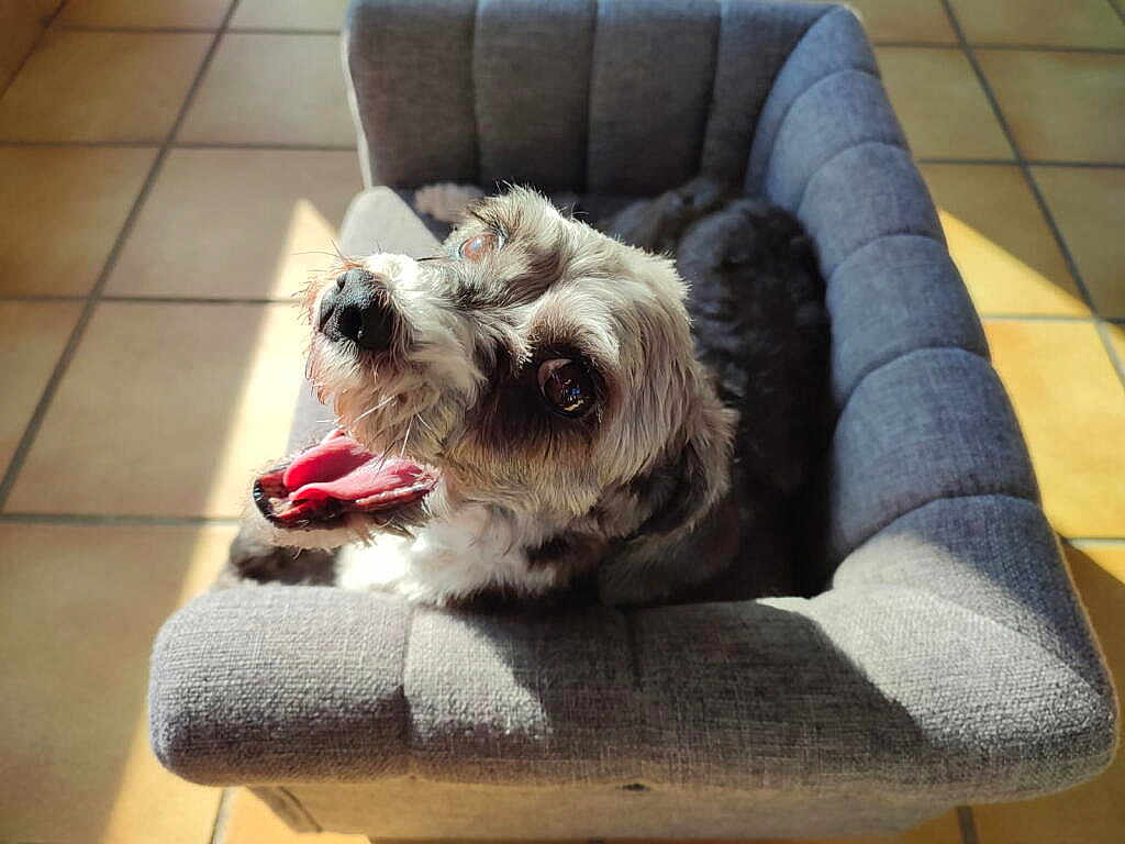 Maya participe au concours pour gagner de l'argent avec cette photo : dog, pet_bed, gray, sunlight, tile_floor, happy, panting, small_dog, cozy, indoor, furry, cute, animal, canine, comfortable, resting, looking_up, bright, warm, relaxed
