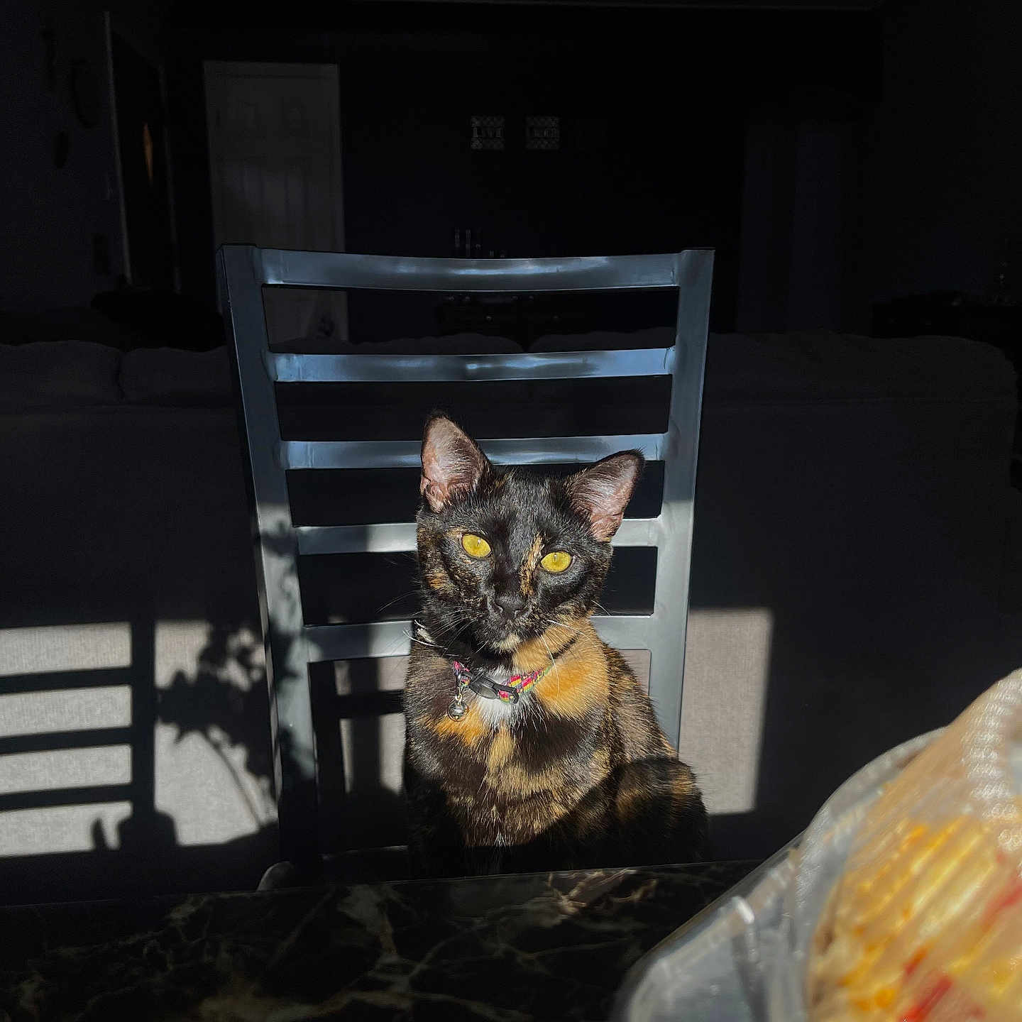 Rhaenyra is registered to the contest to win money with this photo: abyssinian, animal, architecture, armchair, building, cat, chair, diningroom, diningtable, furniture, hardwood, homedecor, indoors, kitten, livingroom, manx, pet, room, table, wood