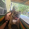 dog, french_bulldog, hammock, person, legs, outdoor, porch, wooden_beams, trees, greenery, relaxation, summer, happy, tongue_out, pet, animal, daylight, casual, nature, smiling