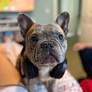 Rocky is registered to the contest to win money with this photo: dog, french_bulldog, headphones, bed, indoor, pet, cute, close_up, animal, ears, face, expression, looking, fur, domestic_animal, companion, lying, blanket, human_leg, relaxing