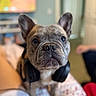 dog, french_bulldog, headphones, bed, indoor, pet, cute, close_up, animal, ears, face, expression, looking, fur, domestic_animal, companion, lying, blanket, human_leg, relaxing