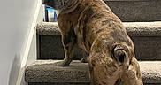 Rocky is registered to the contest to win money with this photo: dog, french_bulldog, stairs, carpet, indoor, pet, animal, brindle, looking_back, curious, canine, paw, tail, wall, house, domestic, mammal, companion, alert, cute