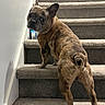 dog, french_bulldog, stairs, carpet, indoor, pet, animal, brindle, looking_back, curious, canine, paw, tail, wall, house, domestic, mammal, companion, alert, cute
