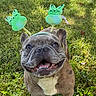 dog, french_bulldog, grass, outdoor, greenery, headband, bunny_ears, happy, smiling, pet, animal, daylight, nature, spring, festive, cute, tongue_out, ears_up, small_dog, playful