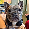 Rocky joined the competition — help win amazing prizes! dog, french_bulldog, headphones, pet, indoor, bed, closeup, animal, cute, ears, face, looking, lying, person, furniture, room, television, pajamas, carpet, relaxing