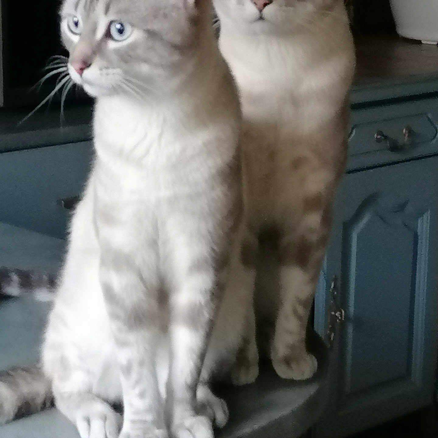 Nadia Tangero a rejoint le concours — aidez-le/la à gagner de superbes lots ! abyssinian, angora, animal, cabinet, cat, closet, cupboard, drawer, egyptiancat, furniture, kitten, manx, pet, siamese, sideboard
