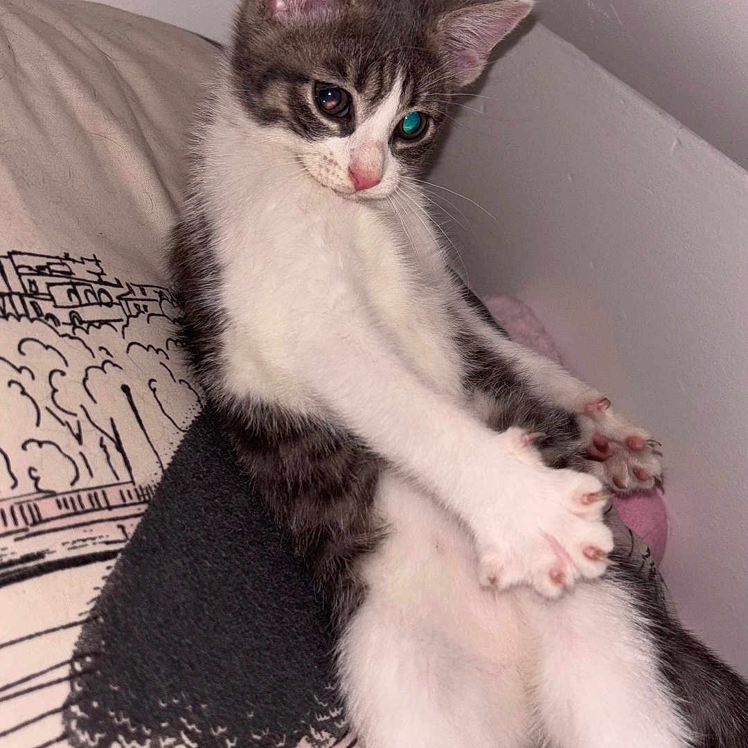 Mochi