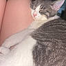 animal, blurred_background, cat, close_up, cozy, cute, domestic, feline, fur, gray_and_white, human_skin, indoor, lap, person, pet, pink_nose, relaxed, resting, sleeping, whiskers