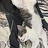 kitten, sleeping, bed, blanket, stuffed_toy, white, gray, pink_nose, striped, cute, pet, relaxing, indoor, fur, animal, cozy, resting, soft, young, peaceful