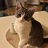 cat, kitten, table, indoor, curious, paw, coaster, woven_mat, blurred_background, domestic_animal, pet, feline, white_and_gray, cute, looking_up, home, floor, window, soft_light, still_life