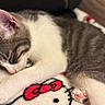 kitten, sleeping, cat, pet, feline, cute, cozy, blanket, hello_kitty, soft, paw, fur, animal, indoors, resting, domestic_animal, cute_animal, whiskers, pink_paw, striped_fur