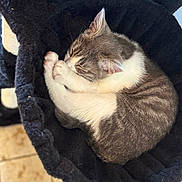 Mochi a rejoint le concours — aidez-le/la à gagner de superbes lots ! cat, sleeping, pet, cozy, hammock, scratching_post, indoor, fur, cute, resting, animal, whiskers, paw, tabby, gray, white, floor, tile, quiet, relaxation