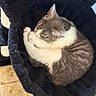 cat, sleeping, pet, cozy, hammock, scratching_post, indoor, fur, cute, resting, animal, whiskers, paw, tabby, gray, white, floor, tile, quiet, relaxation