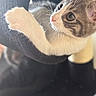 kitten, cat, pet, animal, feline, whiskers, paw, curious, indoors, soft_light, close_up, young_cat, cute, playful, black_furniture, cozy, fur, portrait, home, relaxed