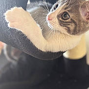 Mochi a rejoint le concours — aidez-le/la à gagner de superbes lots ! animal, black_cat_tree, cat, climbing, closeup, curious, cute, domestic_cat, feline, fur, indoor, kitten, paw, pet, playful, portrait, resting, soft_light, whiskers, young_cat