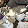 kitten, cat, sleeping, gray, white, clothing, fabric, couch, indoor, cozy, pet, resting, feline, soft, textile, pillow, floral, domestic, cute, relaxed