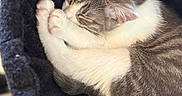 Mochi a rejoint le concours — aidez-le/la à gagner de superbes lots ! cat, sleeping, cozy, hammock, fur, white, gray, pet, indoor, resting, cute, paw, animal, feline, relaxing, soft, curled_up, peaceful, snug, domestic