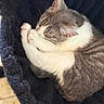 cat, sleeping, cozy, hammock, fur, white, gray, pet, indoor, resting, cute, paw, animal, feline, relaxing, soft, curled_up, peaceful, snug, domestic