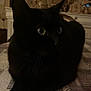 black_cat, cat, pet, animal, indoor, feline, table, patterned_surface, whiskers, ears, eyes, dim_light, cozy, resting, fur, closeup, quiet, shadow, curious, domestic_cat