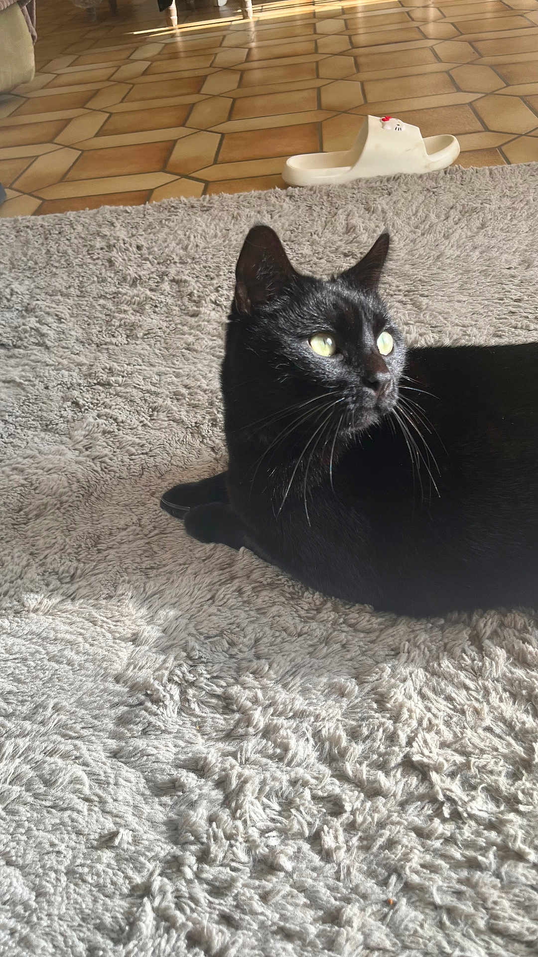 Bagheera
