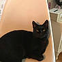 black_cat, cat, chair, indoor, pet, animal, feline, relaxed, resting, wallpaper, decor, butterfly, heart, wooden_floor, furniture, home, cozy, domestic_animal, quiet, cute