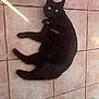 black_cat, cat, pet, animal, floor, tile_floor, wicker_chair, indoor, relaxed, resting, fur, whiskers, eyes, paw, collar, shadow, sunlight, home, quiet, cozy