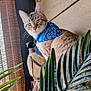 Milo is registered to the contest to win money with this photo: cat, blue_bandana, indoor, plant, green_leaves, decor, wooden_wall, pottery, curious, pet, feline, striped, animal, closeup, portrait, domestic_cat, sitting, looking, whiskers, ears