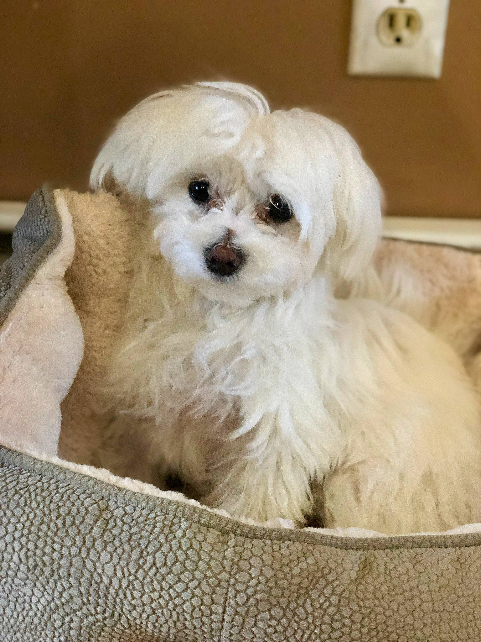 Macy is registered to the contest to win money with this photo: bichon, bolognese, bolonka, canidae, carnivore, companion_dog, dog, dog_breed, havanese, kyi_leo, mal_shi, maltepoo, maltese, mammal, morkie, pekapoo, puppy, schnoodle, shih_poo, vertebrate