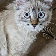 Psystigri participe au concours pour gagner de l'argent avec cette photo : alert, animal, blue_eyes, cat, close_up, curious, cute, domestic_animal, face, feline, floor, fluffy, fur, indoor, mammal, pet, portrait, tile, whiskers, young_cat